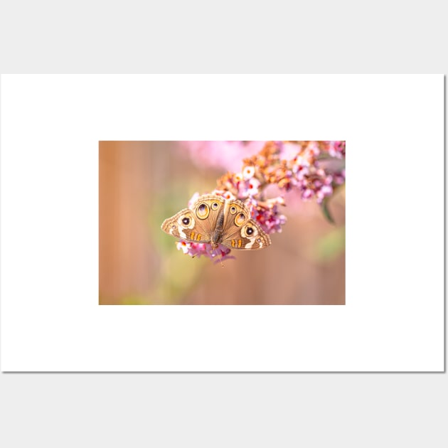 Common Buckeye Butterfly Wall Art by blossomcophoto